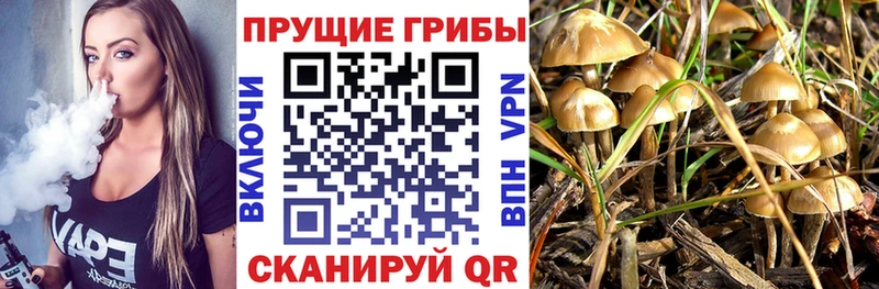 Купить  Ряжск  Галлюциногенные грибы MAGIC MUSHROOMS 